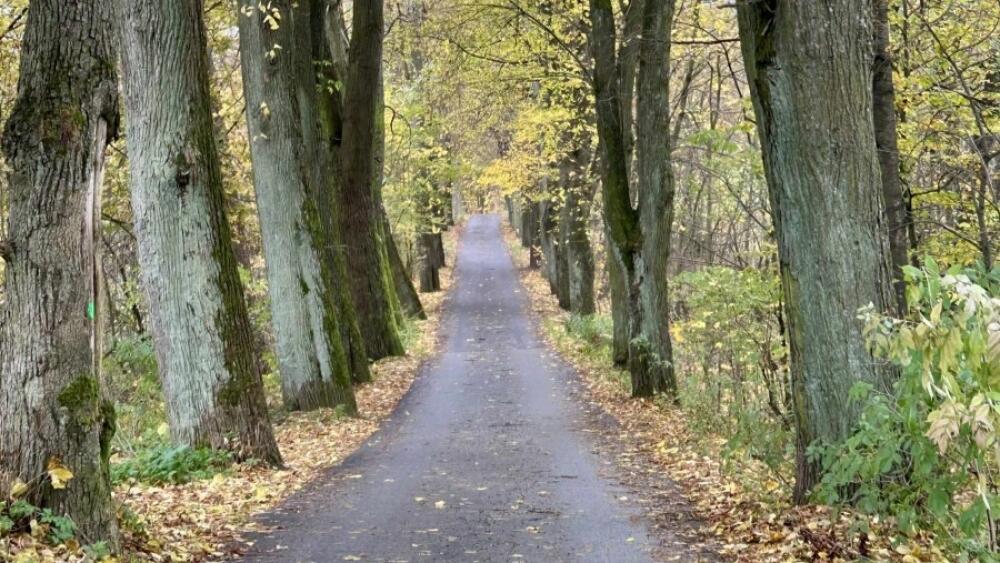 Sladovnická alej ve Vratislavicích nad Nisou